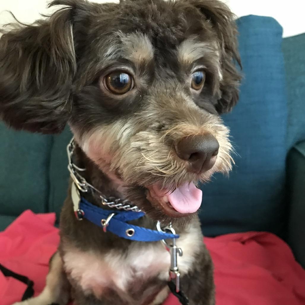 Ben, Adoptable, Senior Male Yorkshire Terrier & Lhasa Apso.