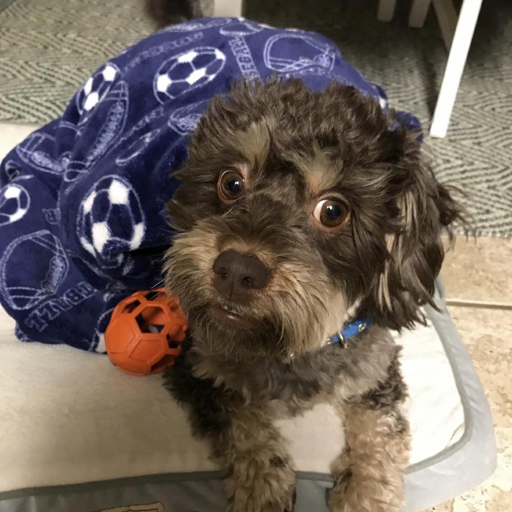 Ben, a Adoptable mixed breed in Long Beach, CA image 2/2