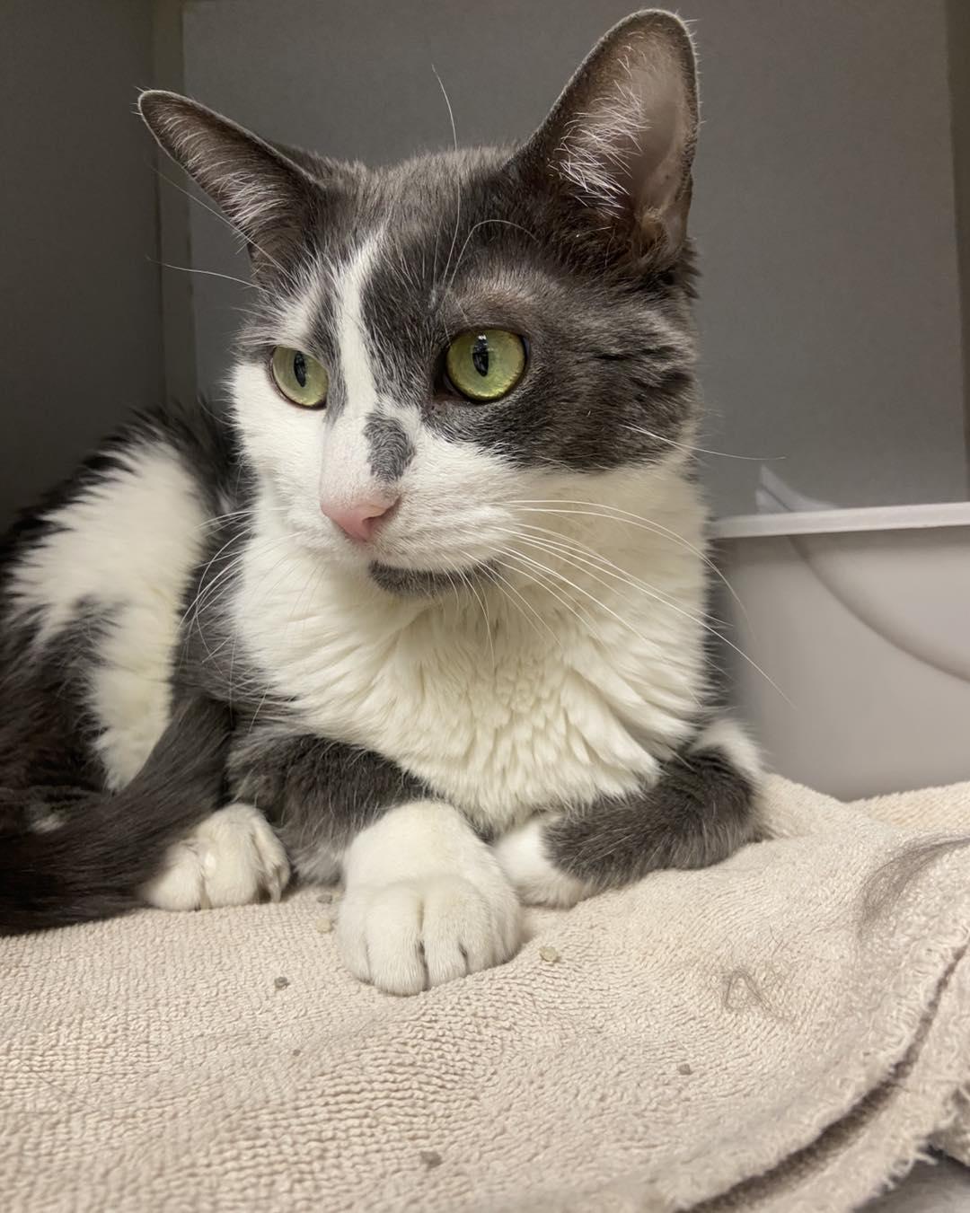 Enlarge Milo, a ADOPTABLE Domestic Short Hair in Teterboro, NJ image 1/1