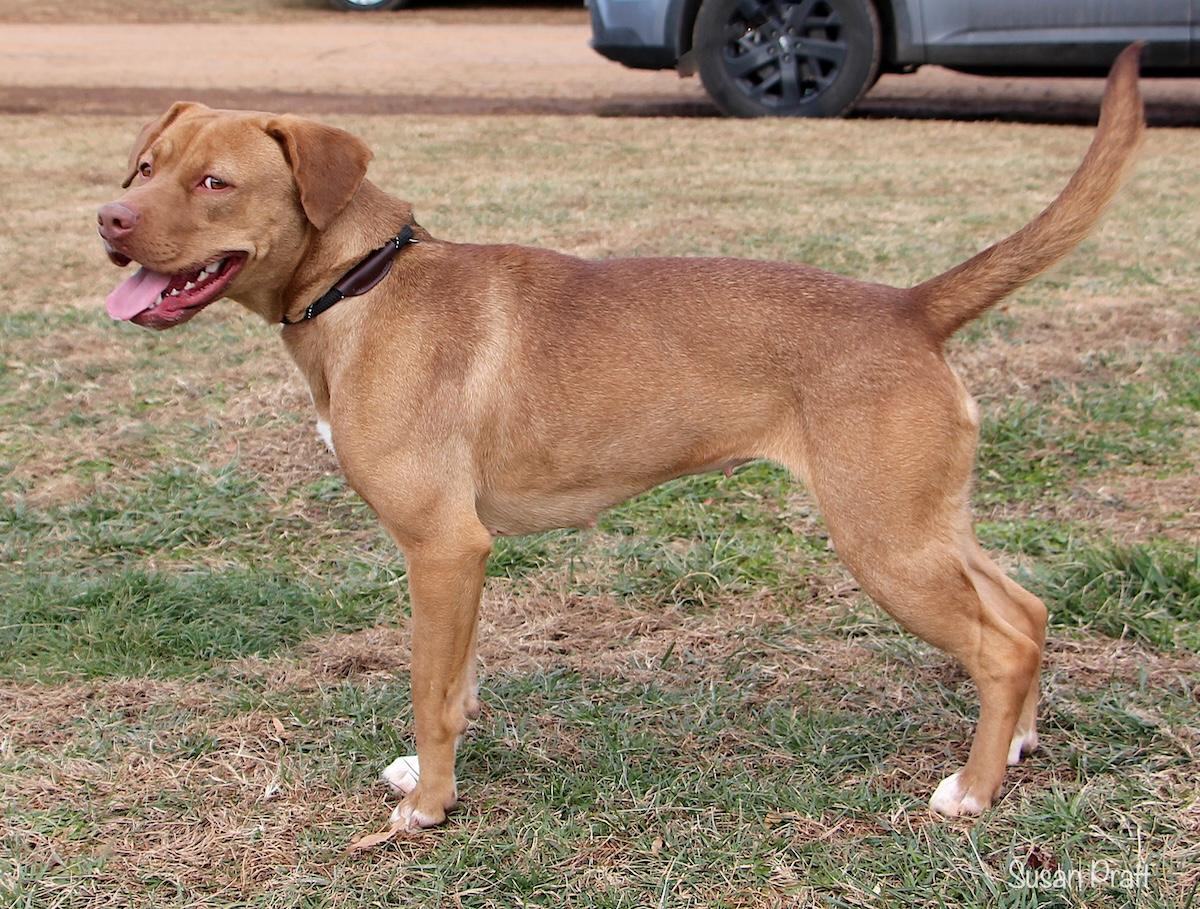 Enlarge Goldie, a ADOPTABLE mixed breed in Bedford, VA image 2/3