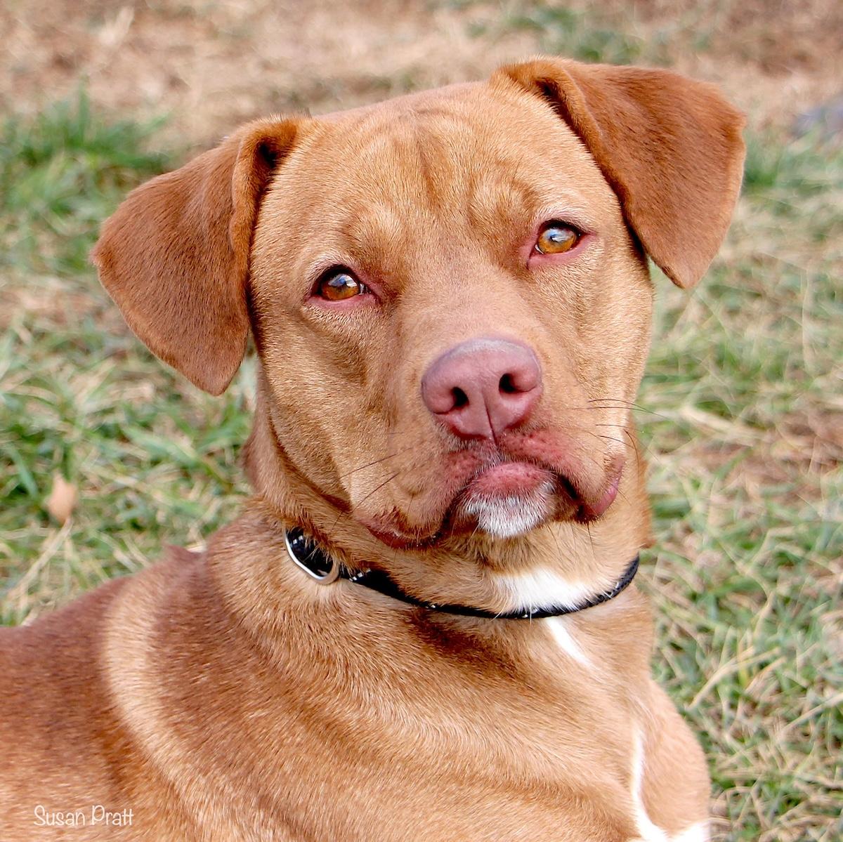 Goldie, ADOPTABLE, Adult Female Pit Bull Terrier.