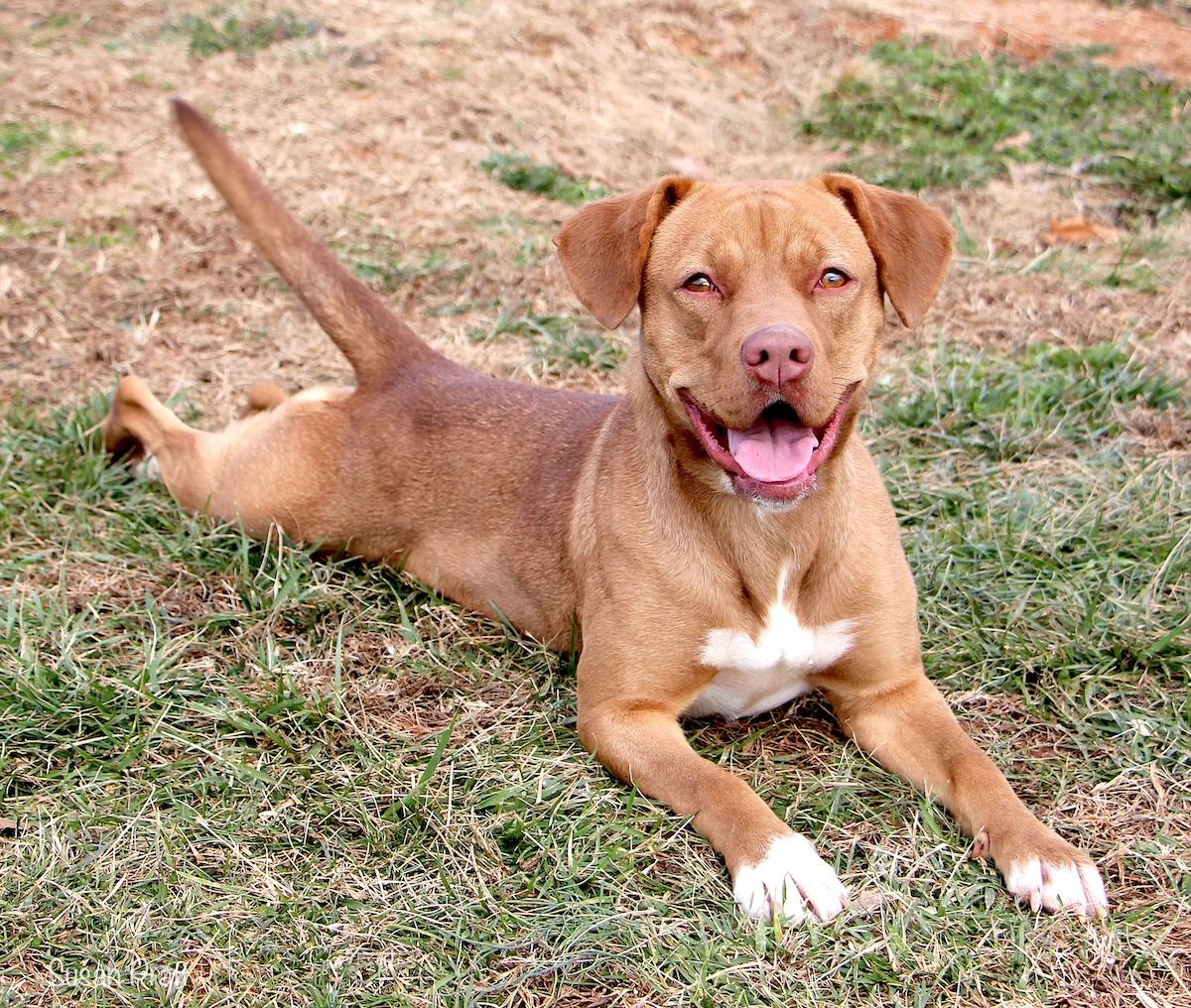 Enlarge Goldie, a ADOPTABLE mixed breed in Bedford, VA image 3/3
