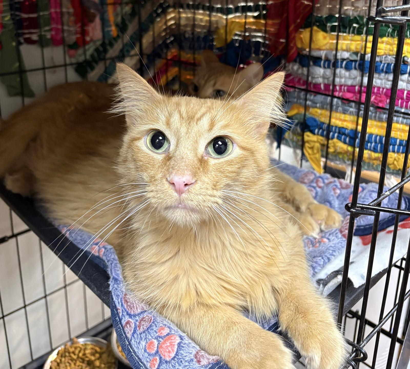 Floki, Adoptable, Adult Male Domestic Short Hair.