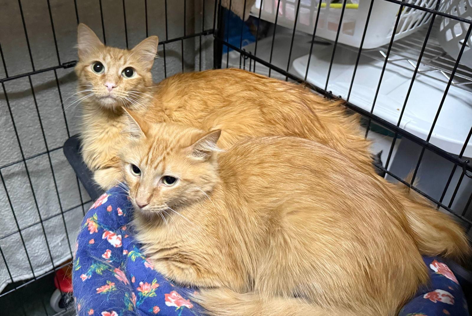 Enlarge Floki, a Adoptable Domestic Short Hair in Lake Saint Louis, MO image 2/2