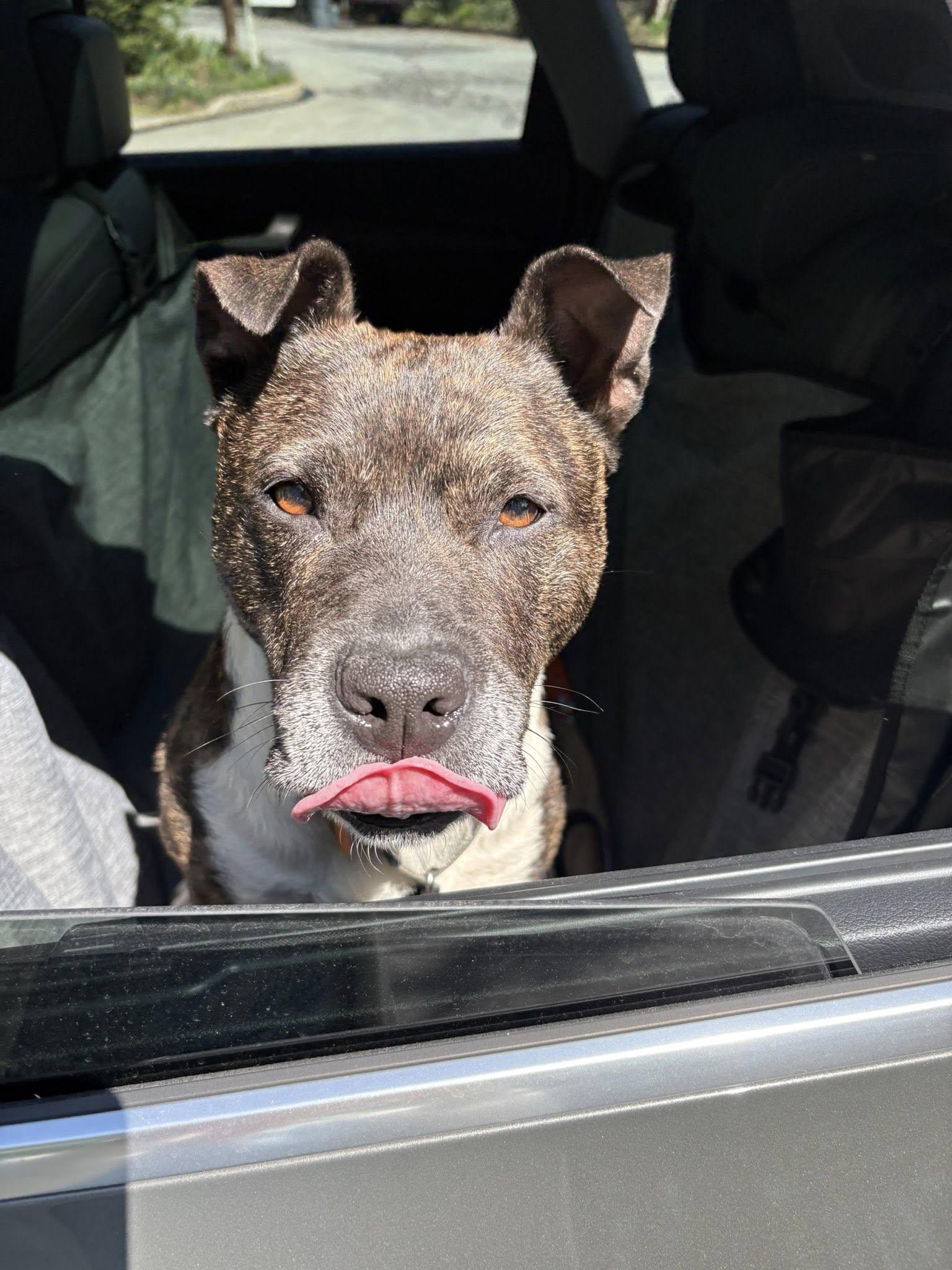 Enlarge Roxie, a ADOPTABLE mixed breed in Breinigsville, PA image 3/6