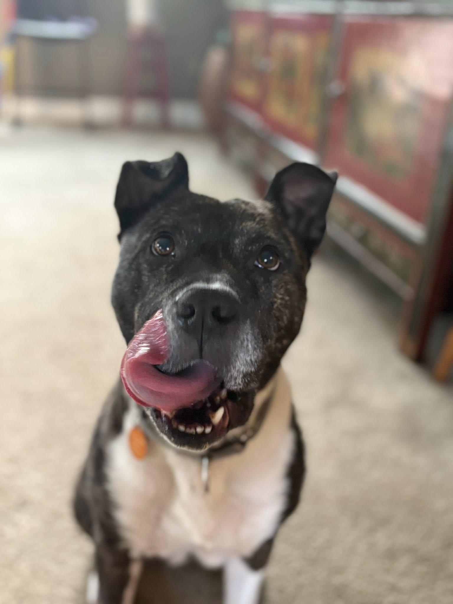 Roxie, ADOPTABLE, Adult Female Pit Bull Terrier.