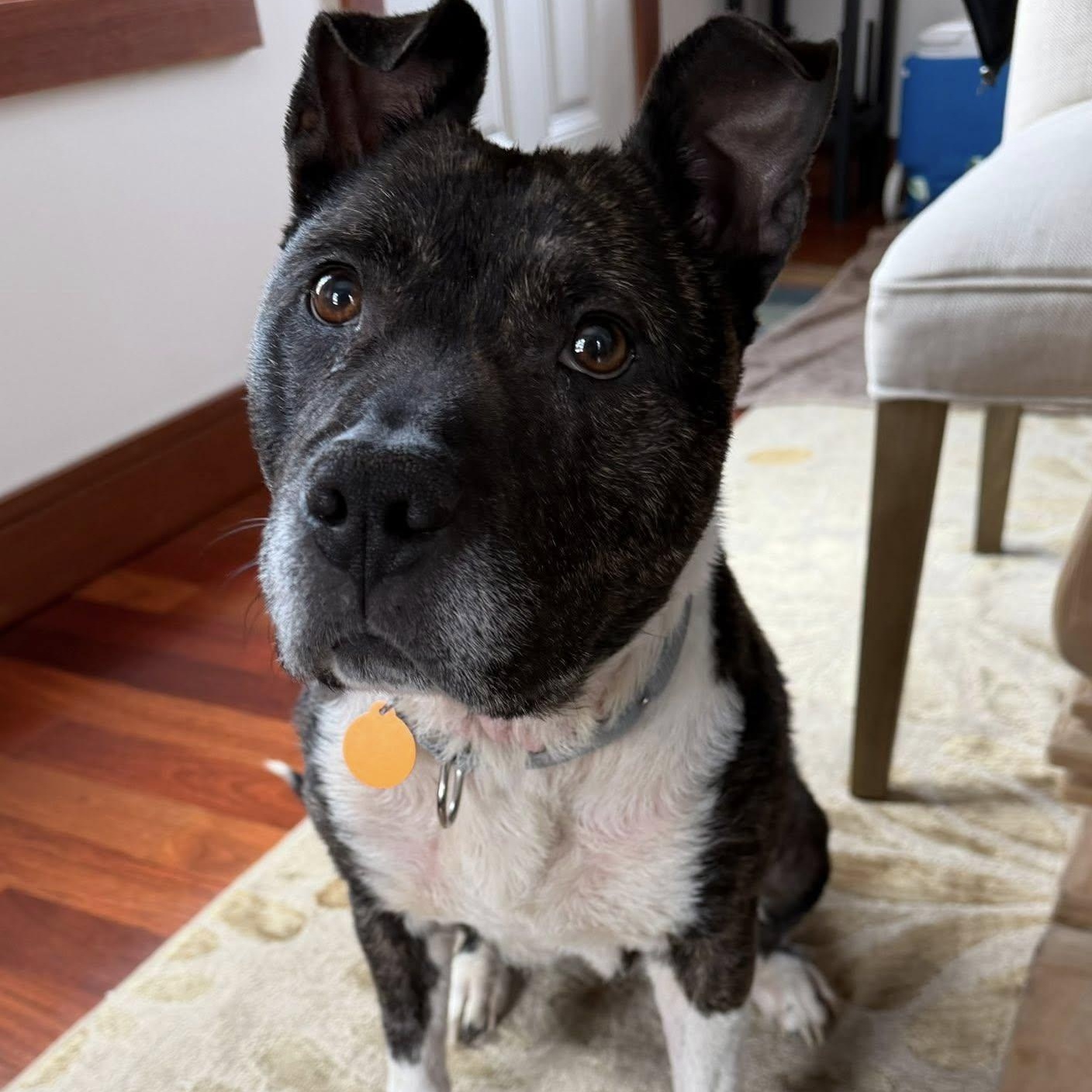 Enlarge Roxie, a ADOPTABLE mixed breed in Breinigsville, PA image 4/6