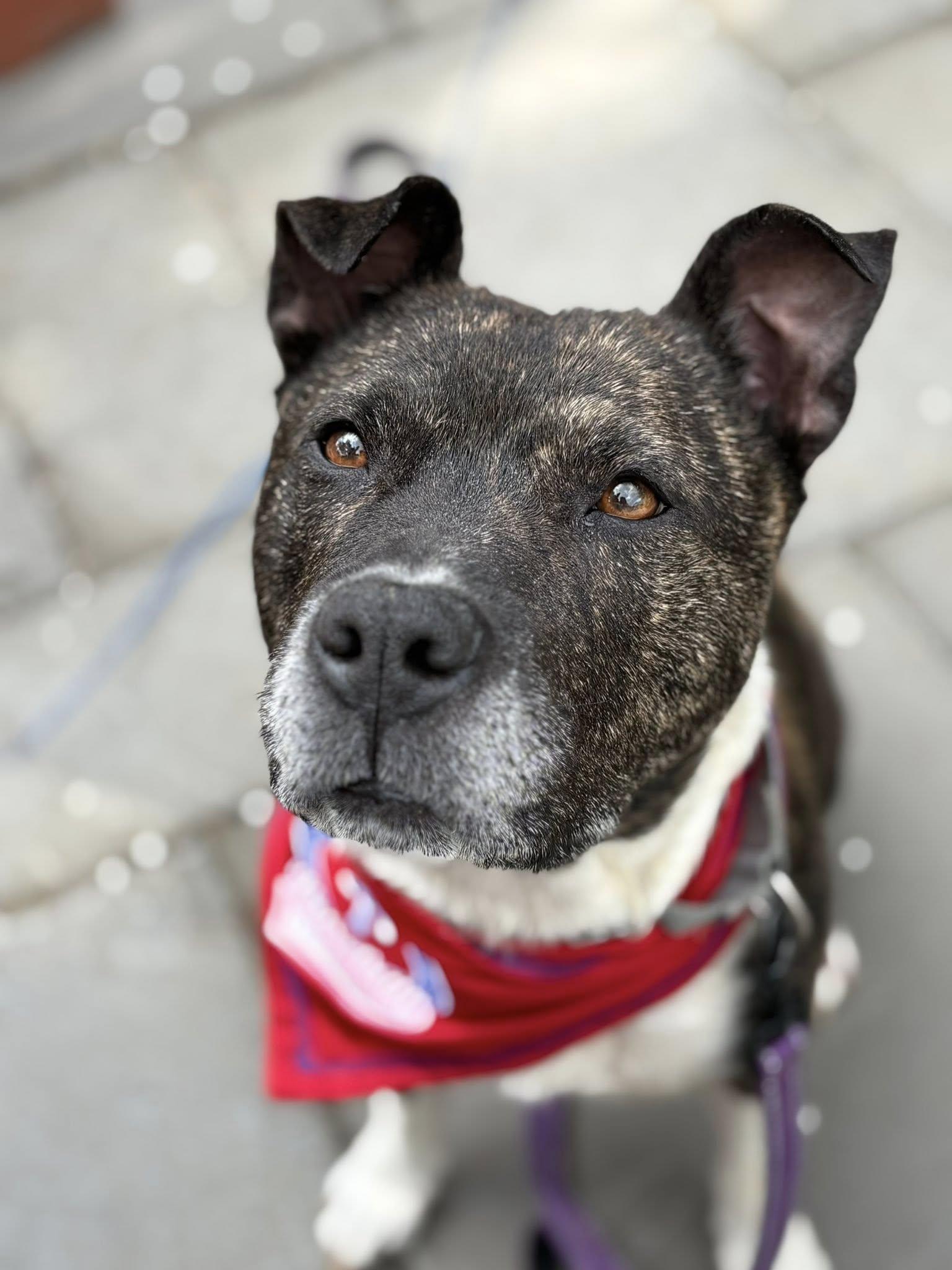 Enlarge Roxie, a ADOPTABLE mixed breed in Breinigsville, PA image 2/6