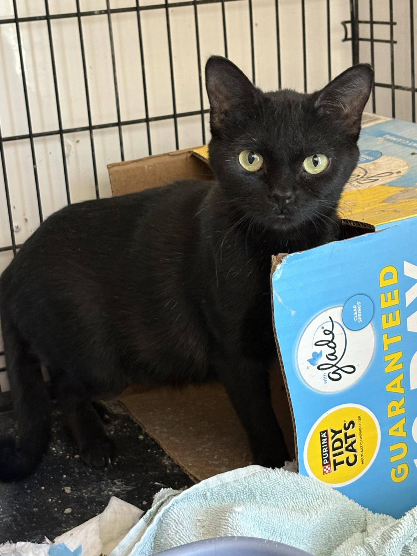 Ritz, Adoptable, Adult Female Domestic Short Hair.