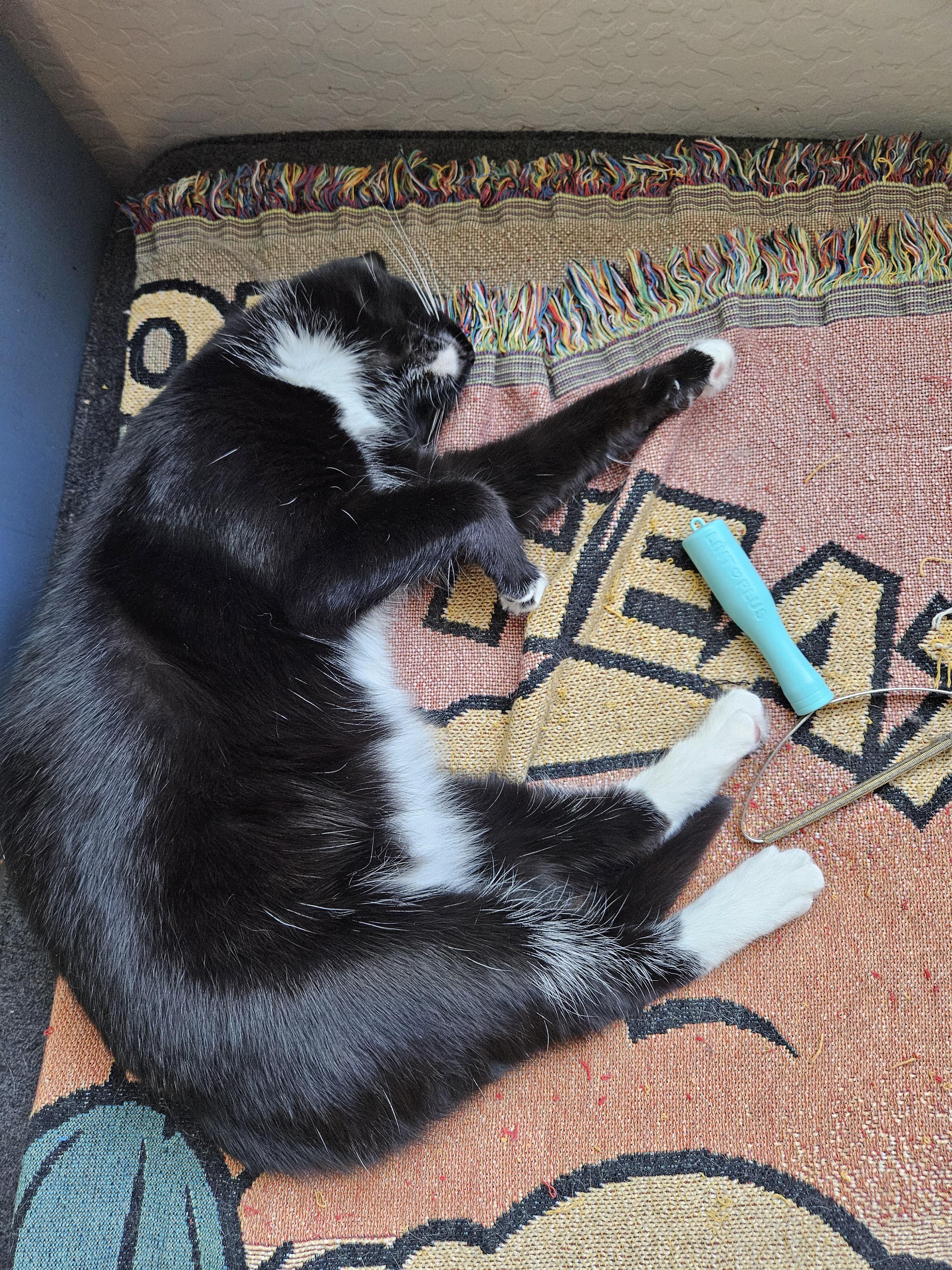 Sporty Spice, a Adoptable Tuxedo in Peoria, AZ image 2/4