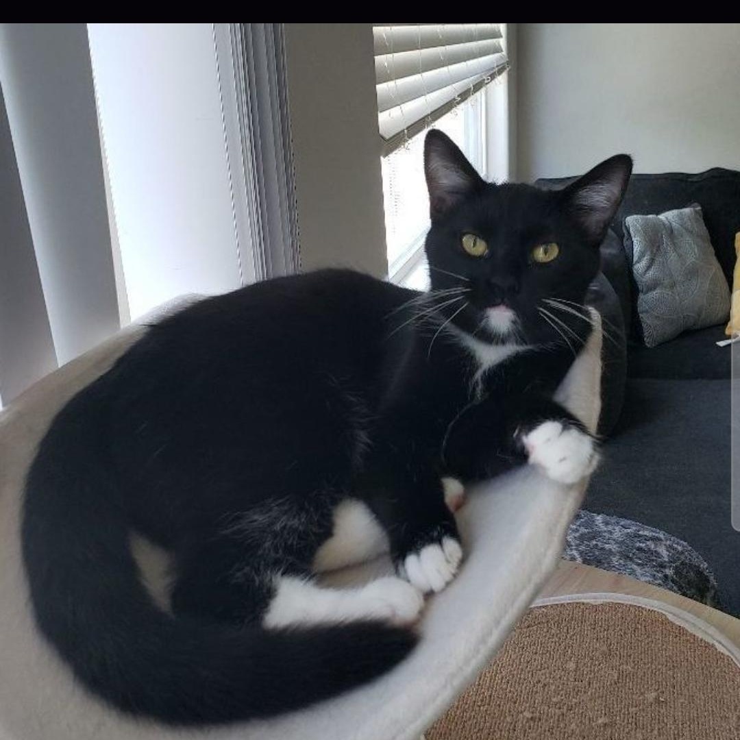 Sporty Spice, a Adoptable Tuxedo in Peoria, AZ image 4/4