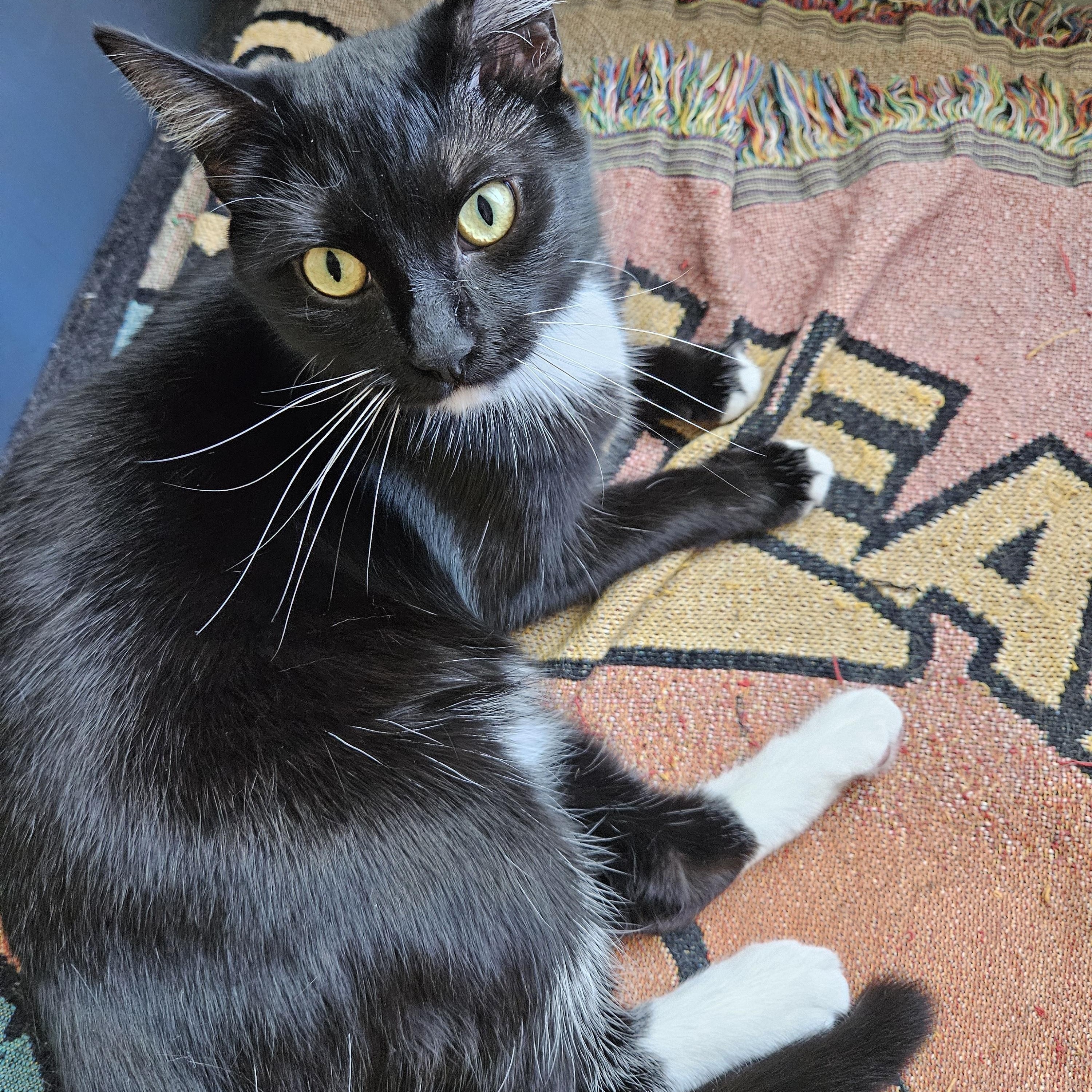 Sporty Spice, a Adoptable Tuxedo in Peoria, AZ image 1/4