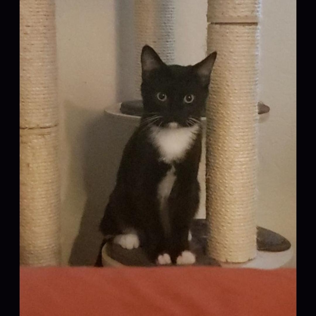 Sporty Spice, a Adoptable Tuxedo in Peoria, AZ image 3/4