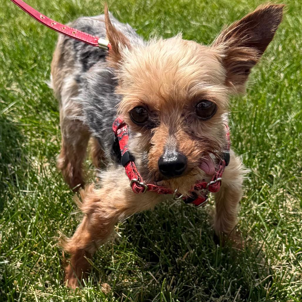Enlarge Mortimer, a Adoptable Yorkshire Terrier in Hudson, IL image 1/5