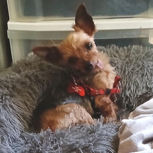Enlarge Mortimer, a Adoptable Yorkshire Terrier in Hudson, IL image 2/5