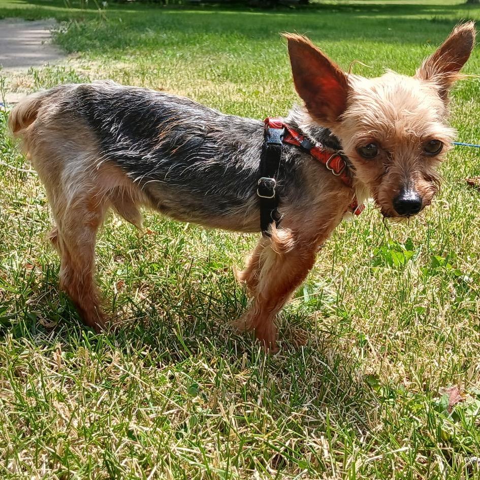 Enlarge Mortimer, a Adoptable Yorkshire Terrier in Hudson, IL image 3/5