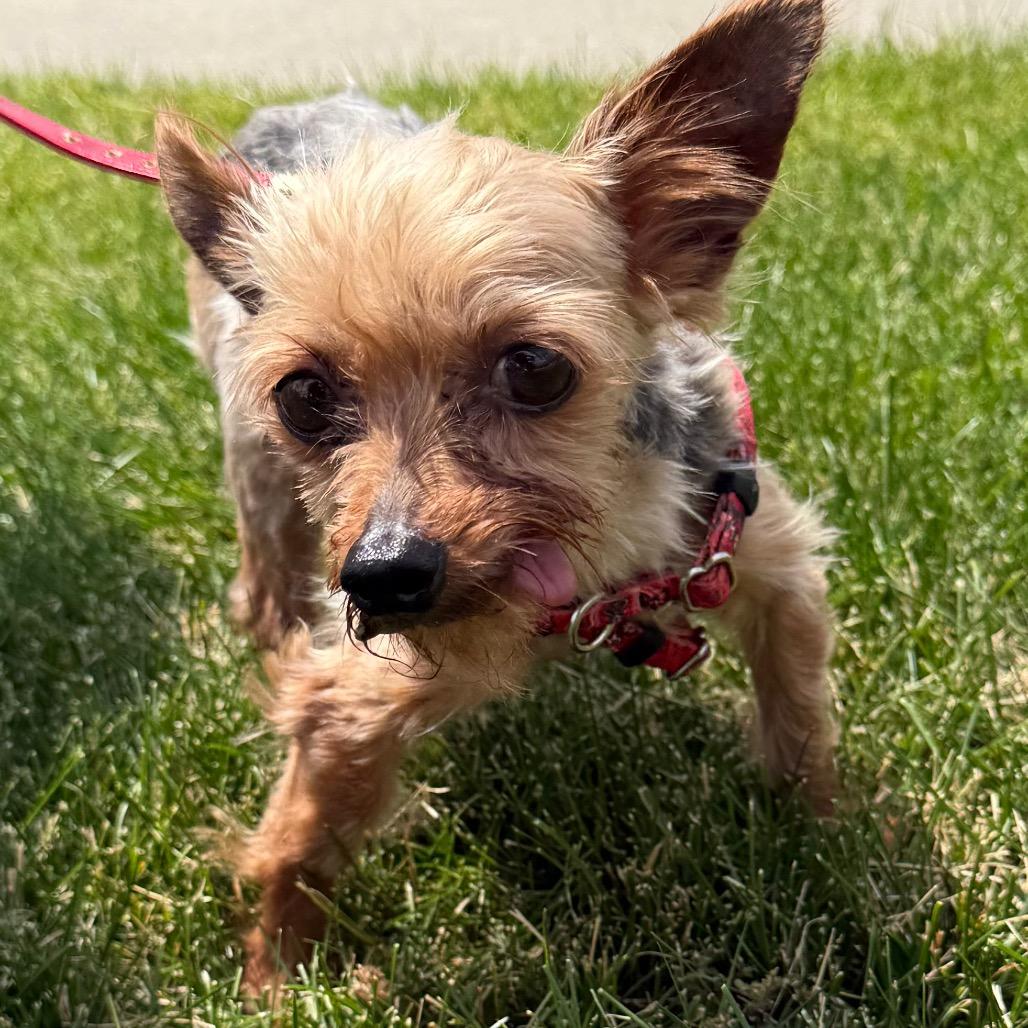 Enlarge Mortimer, a Adoptable Yorkshire Terrier in Hudson, IL image 4/5