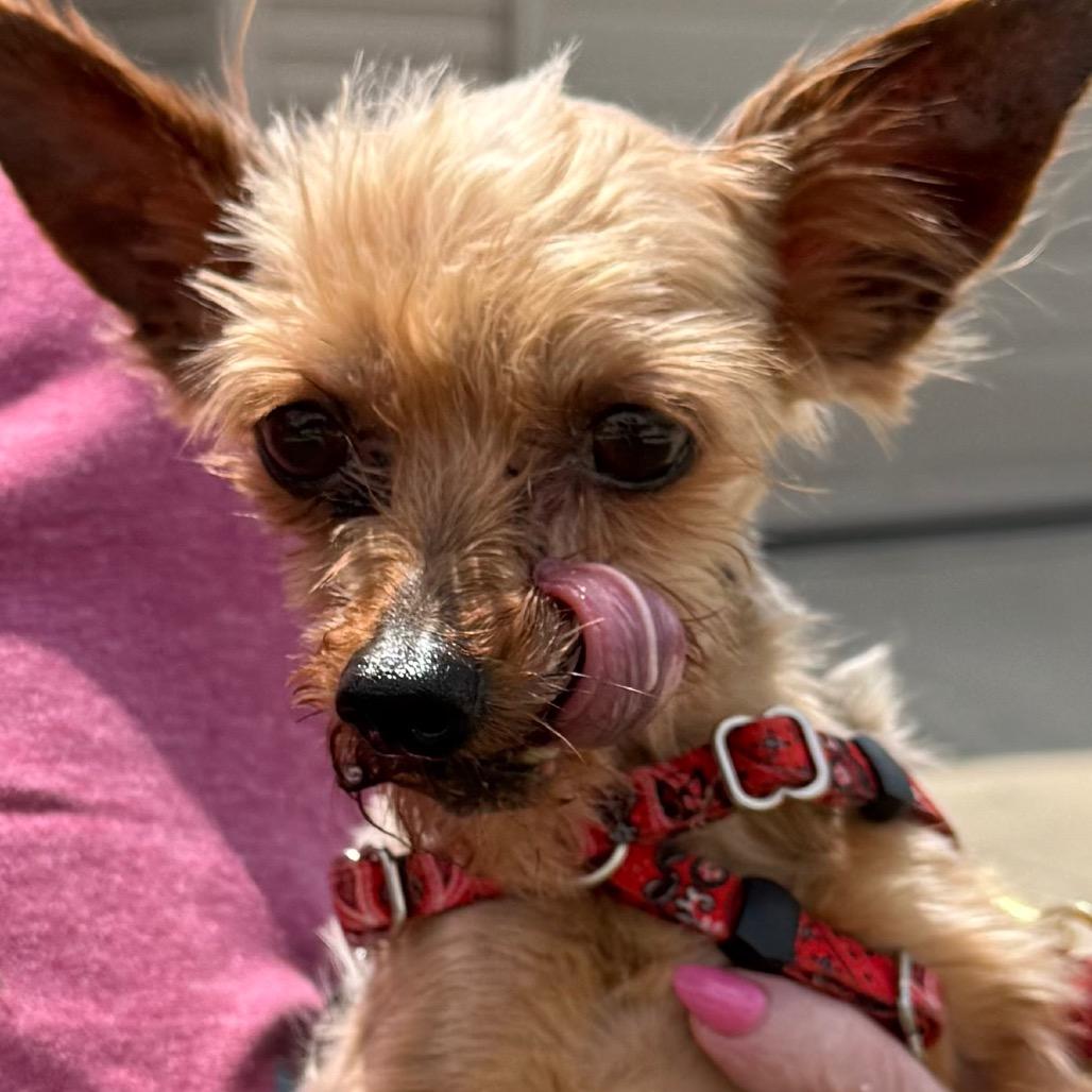 Enlarge Mortimer, a Adoptable Yorkshire Terrier in Hudson, IL image 5/5