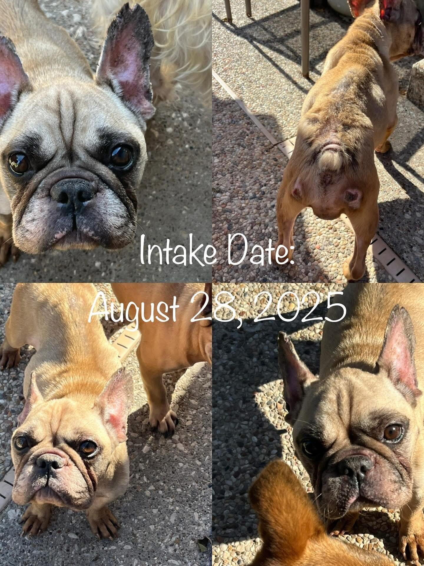 Enlarge Aspen, a Adopted French Bulldog in Montgomery, TX image 2/4