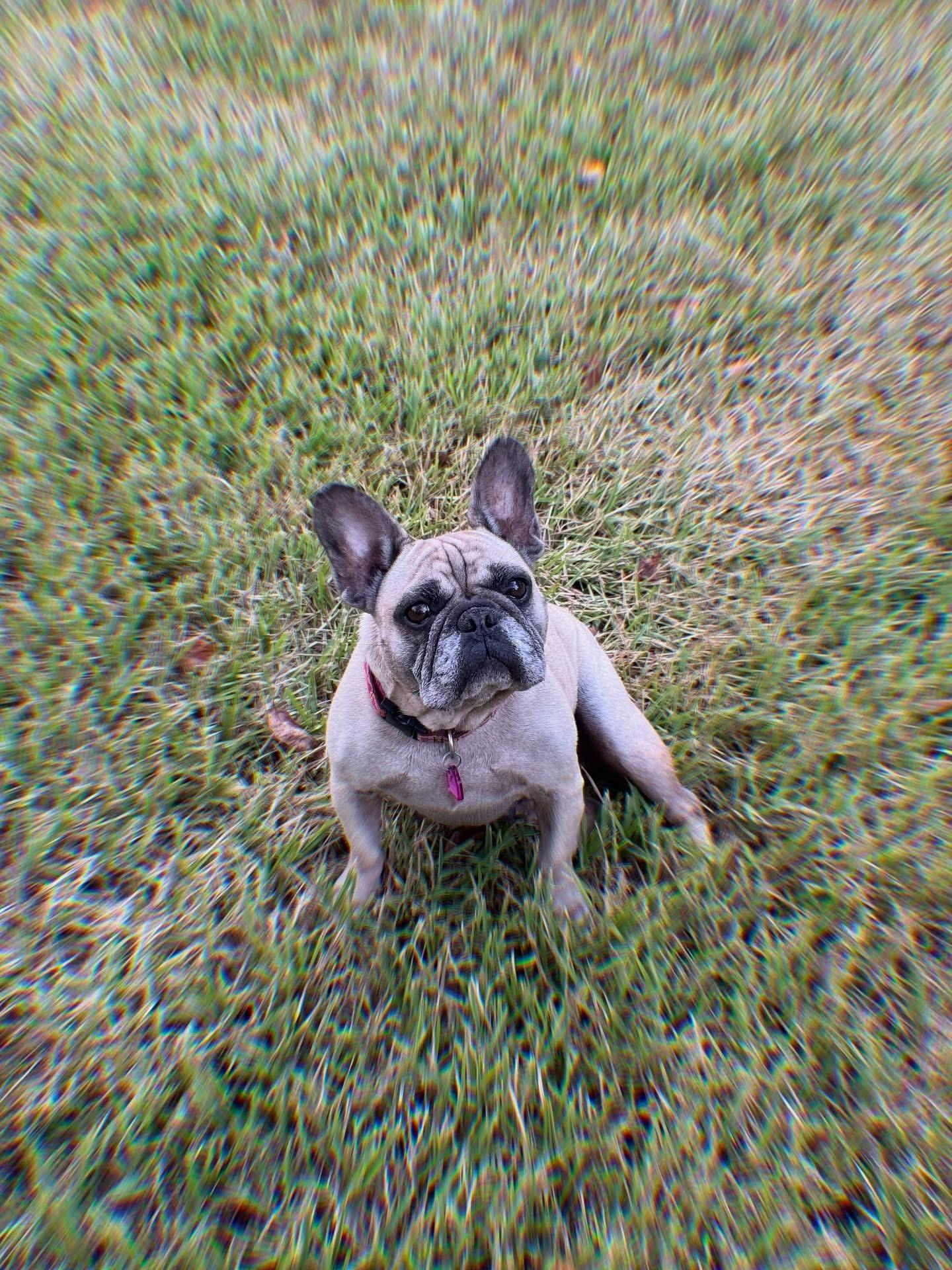 Aspen, Adopted, Adult Female French Bulldog.