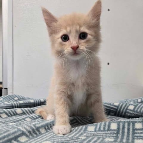 Luke, Young Male Domestic Medium Hair