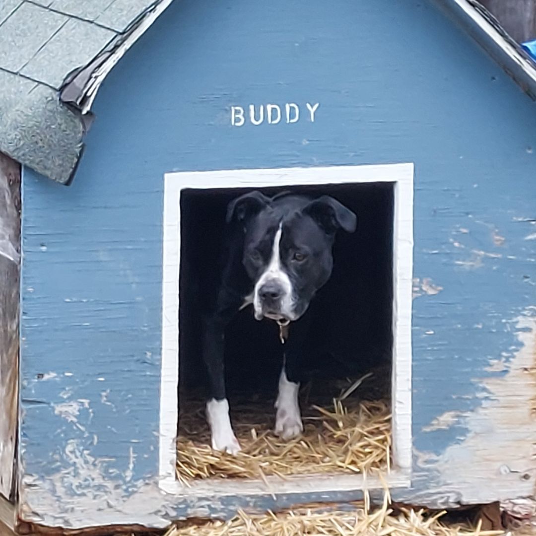 DOTTIE (aka DIAMOND), a Adoptable mixed breed in Broadalbin, NY image 1/3