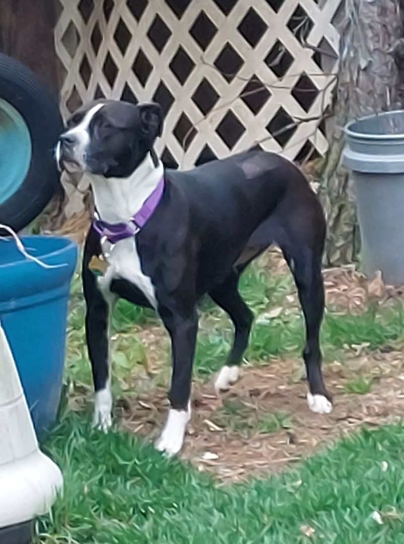 DOTTIE (aka DIAMOND), Adoptable, Adult Female Boxer & Terrier.