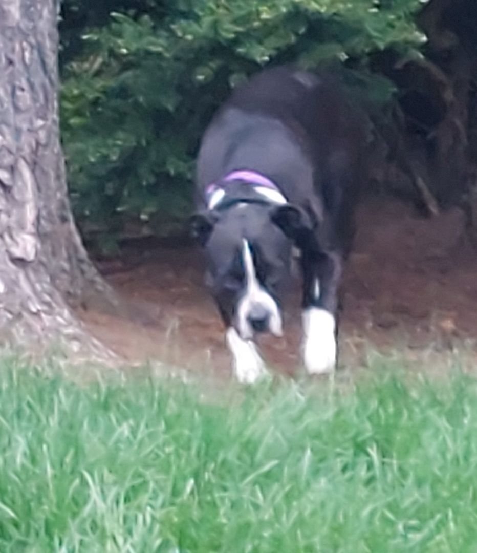 DOTTIE (aka DIAMOND), a Adoptable mixed breed in Broadalbin, NY image 3/3