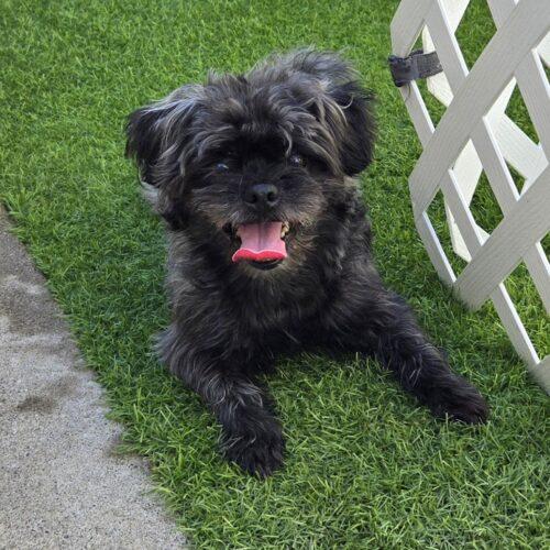 EDDY, Adopted, Adult Male Shih Tzu & Mixed Breed.
