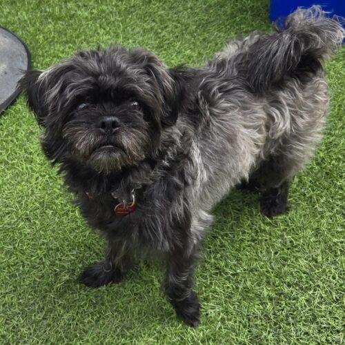 Enlarge EDDY, a Adopted mixed breed in San Juan Capistrano, CA image 2/5