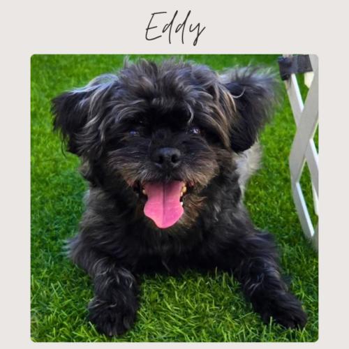 Enlarge EDDY, a Adopted mixed breed in San Juan Capistrano, CA image 3/5