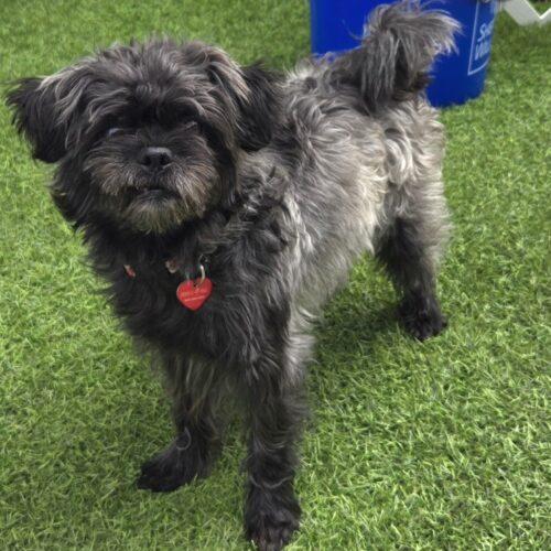 Enlarge EDDY, a Adopted mixed breed in San Juan Capistrano, CA image 4/5