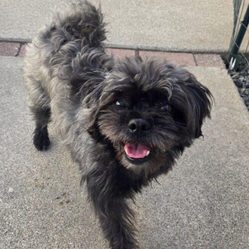 Enlarge EDDY, a Adopted mixed breed in San Juan Capistrano, CA image 5/5