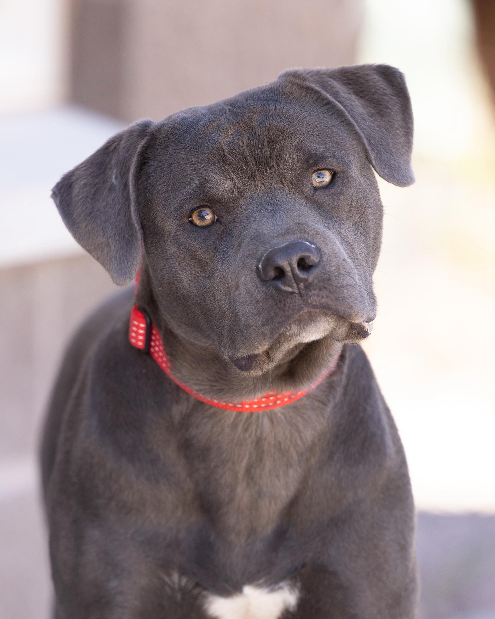 CHEWY, ADOPTABLE, Young Male Pit Bull Terrier.