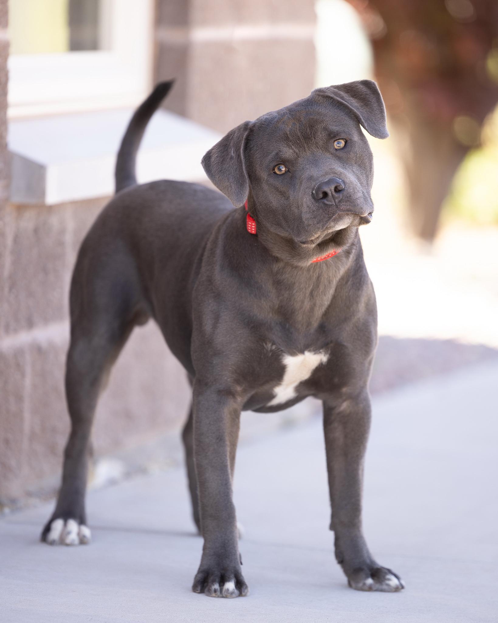 Enlarge CHEWY, a ADOPTABLE Pit Bull Terrier in Moab, UT image 2/2