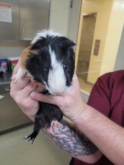 Enlarge Popsicle, a Adoptable mixed breed in Chesapeake, VA image 1/1