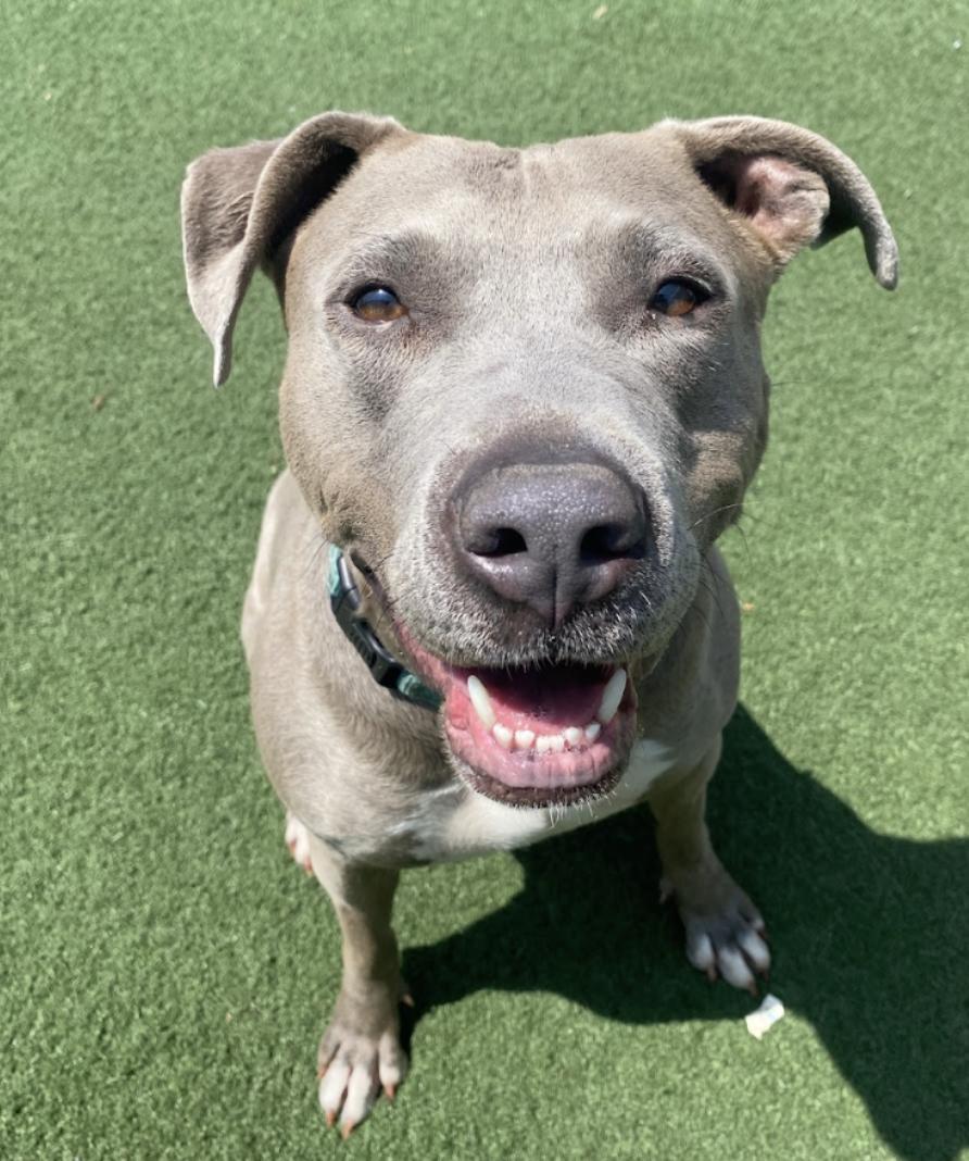 Enlarge Cali, a Adoptable mixed breed in Los Angeles, CA image 1/1