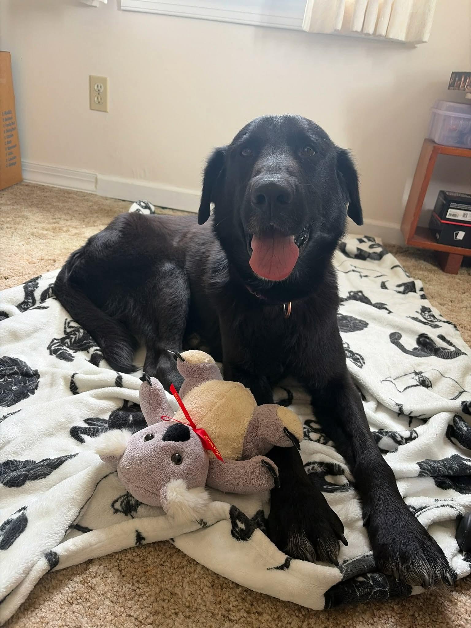 Faolan: Not At shelter, Adopted, Adult Male Flat-Coated Retriever.