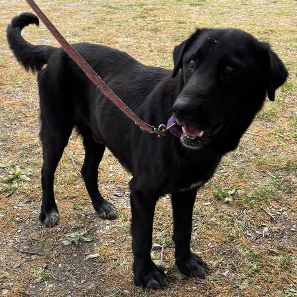 Faolan: Not At shelter, a Adopted Flat-Coated Retriever in Rustburg, VA image 2/3