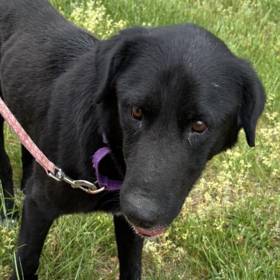 Faolan: Not At shelter, a Adopted Flat-Coated Retriever in Rustburg, VA image 3/3