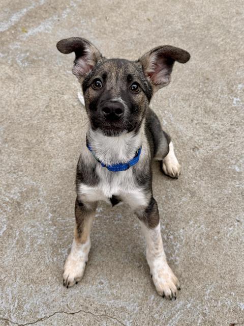 GERTRUDE, Adoptable, Puppy Female Australian Cattle Dog / Blue Heeler & Mixed Breed.