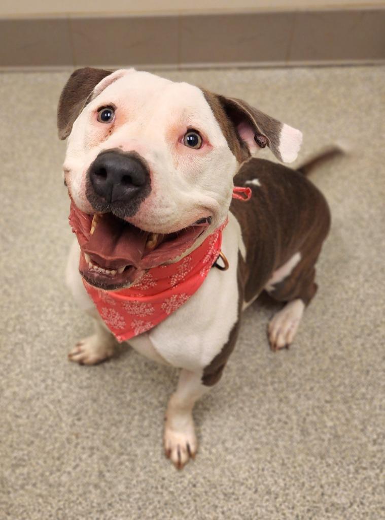 Enlarge Daisy, a Adoptable Pit Bull Terrier in Superior, WI image 1/1