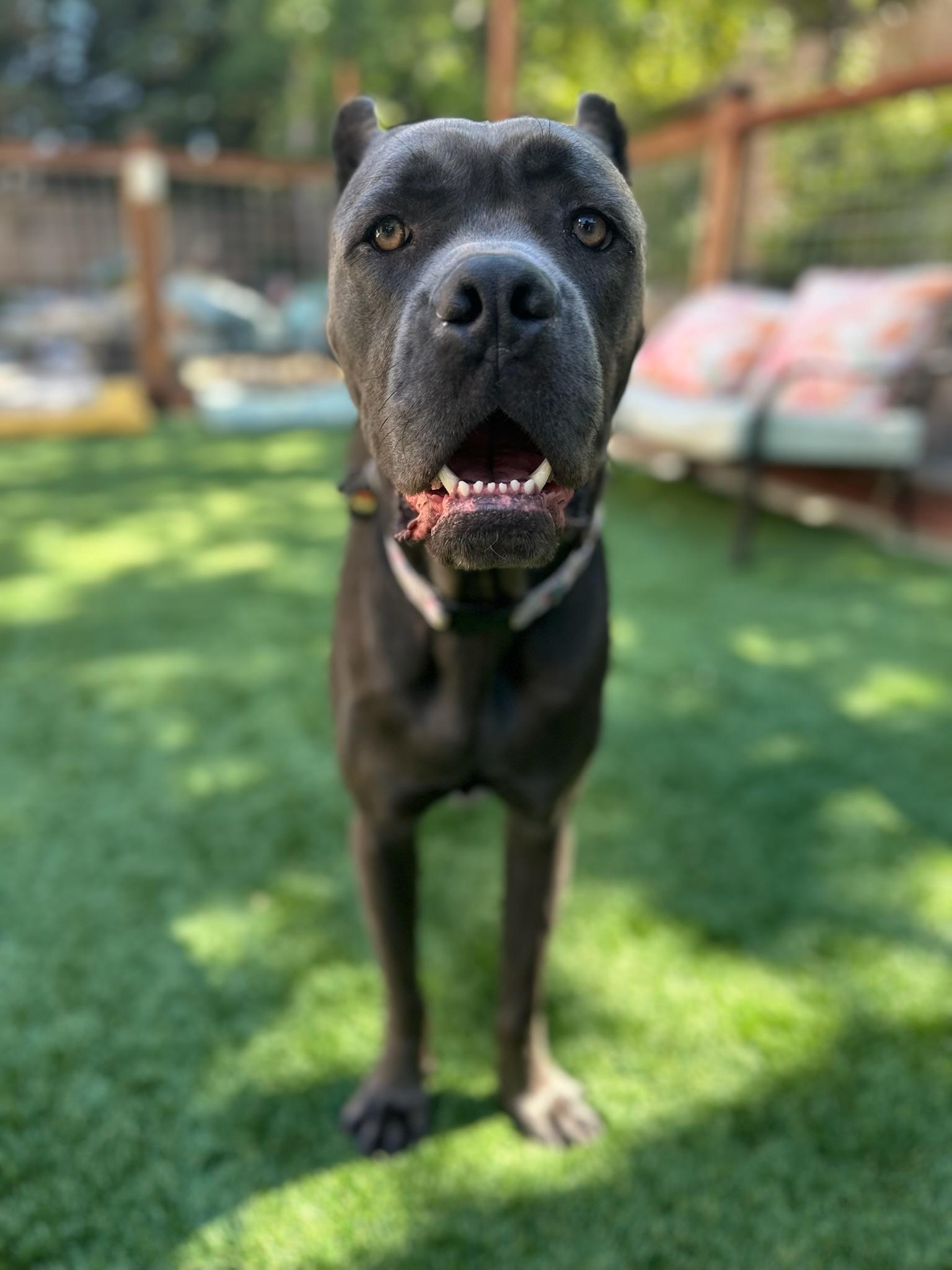 Cairo, an adoptable Cane Corso in Citrus Heights, CA, 95610 | Photo Image 2