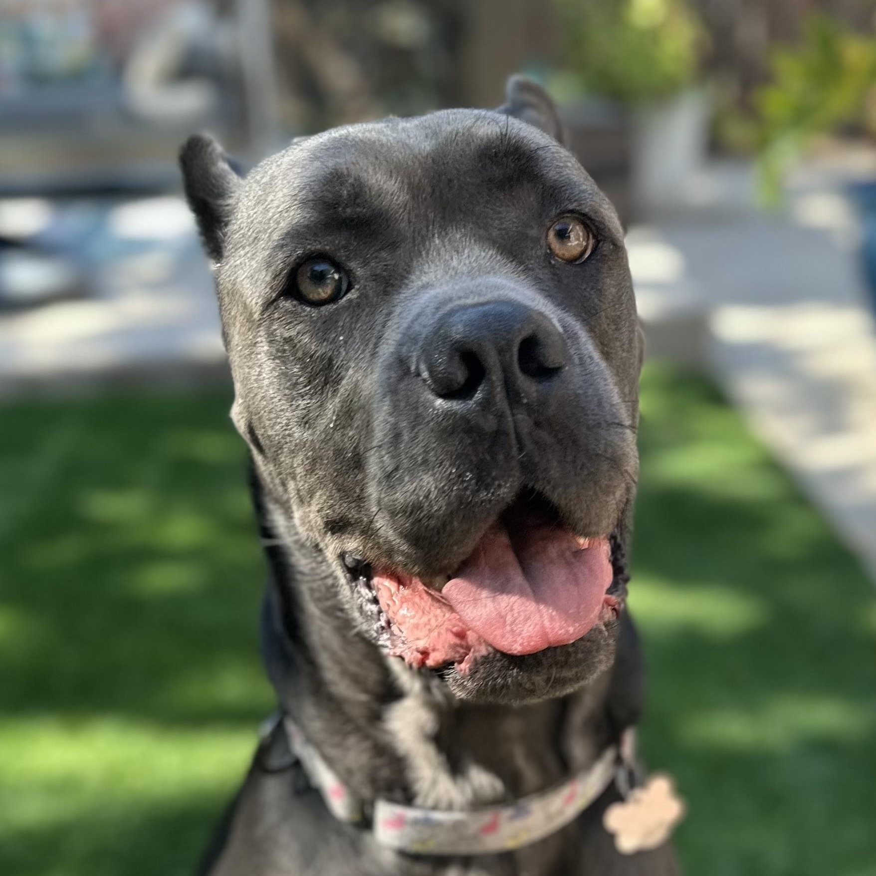 Cairo, an adoptable Cane Corso in Citrus Heights, CA, 95610 | Photo Image 1
