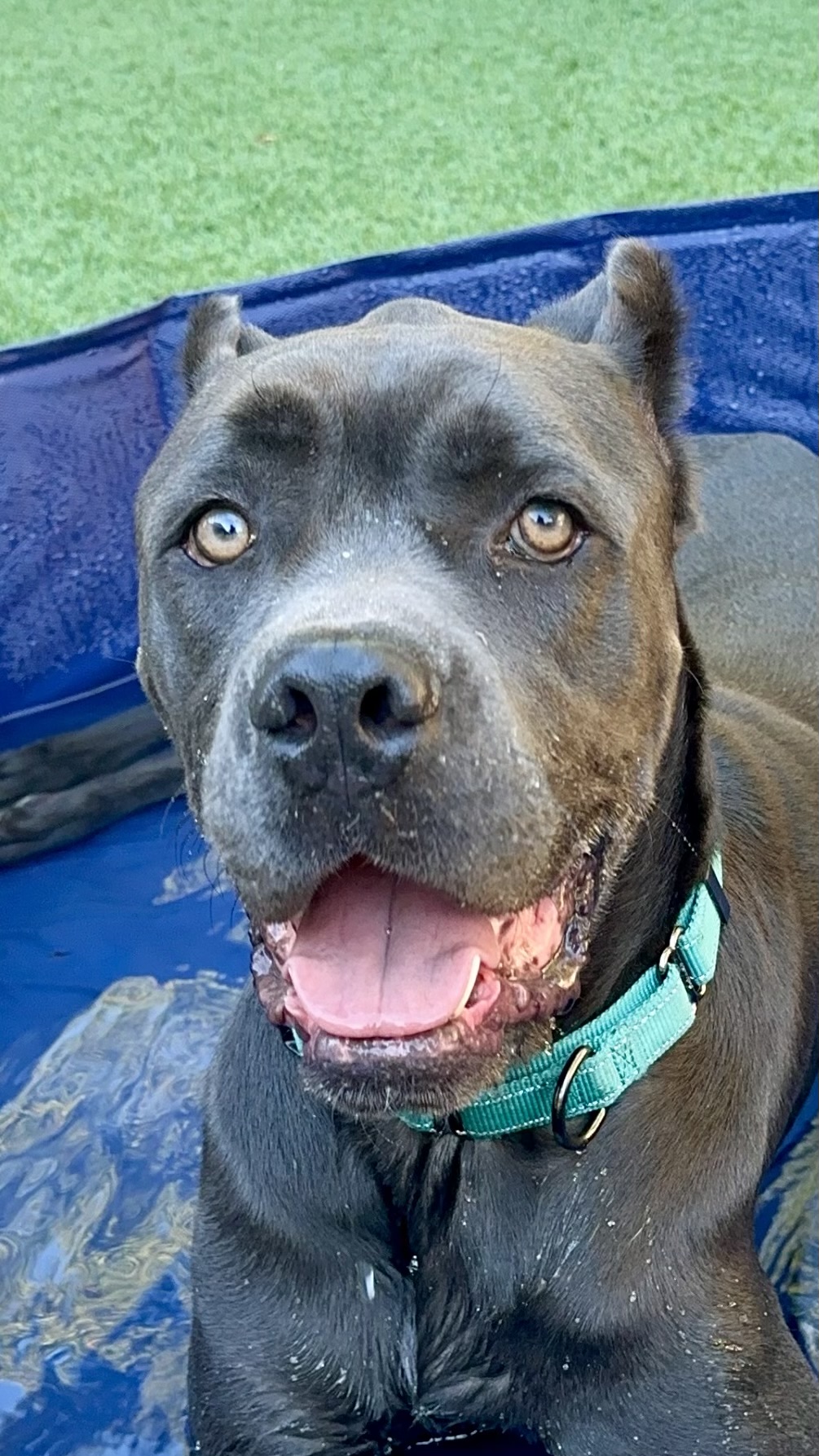 Cairo, an adoptable Cane Corso in Citrus Heights, CA, 95610 | Photo Image 3