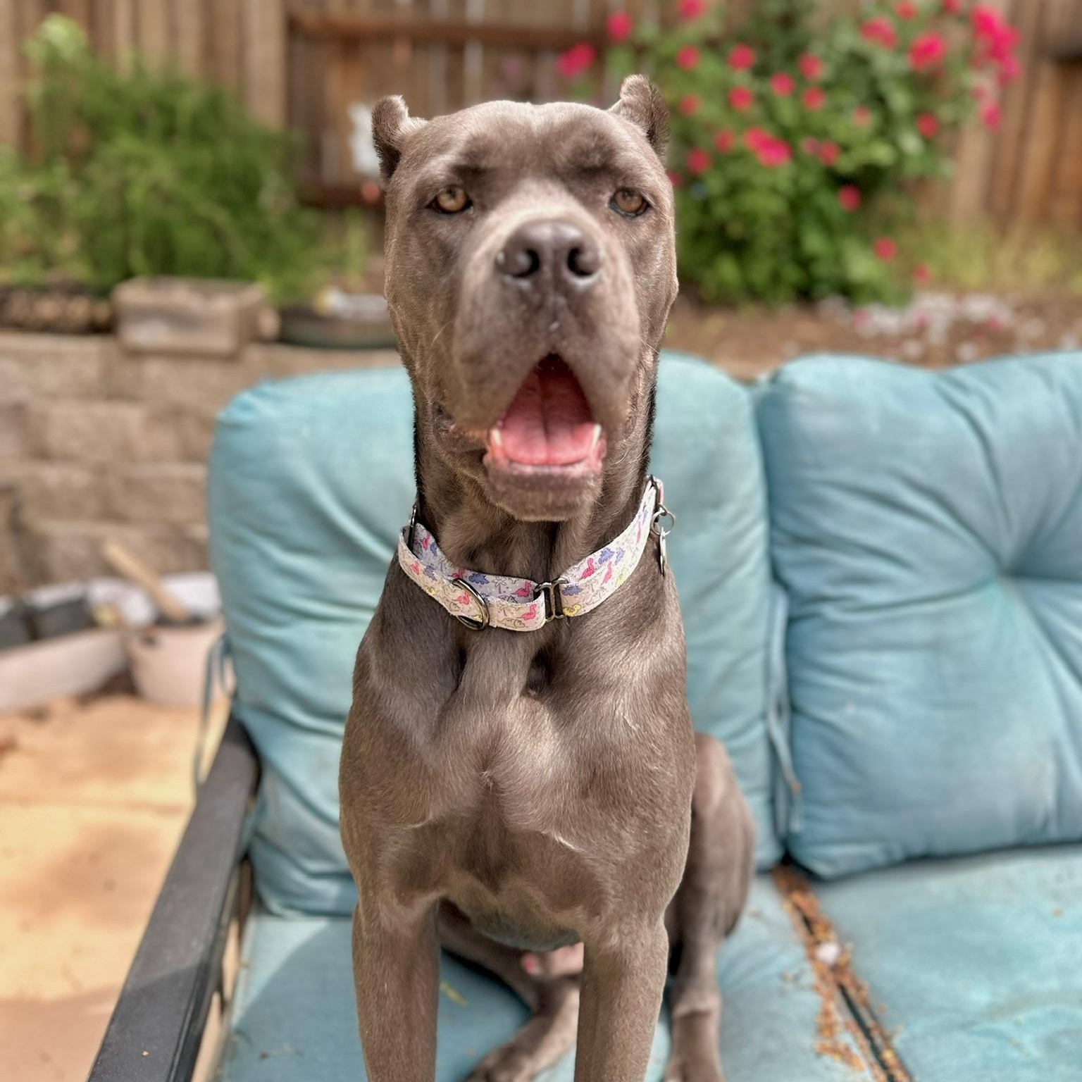 Cairo, an adoptable Cane Corso in Citrus Heights, CA, 95610 | Photo Image 4