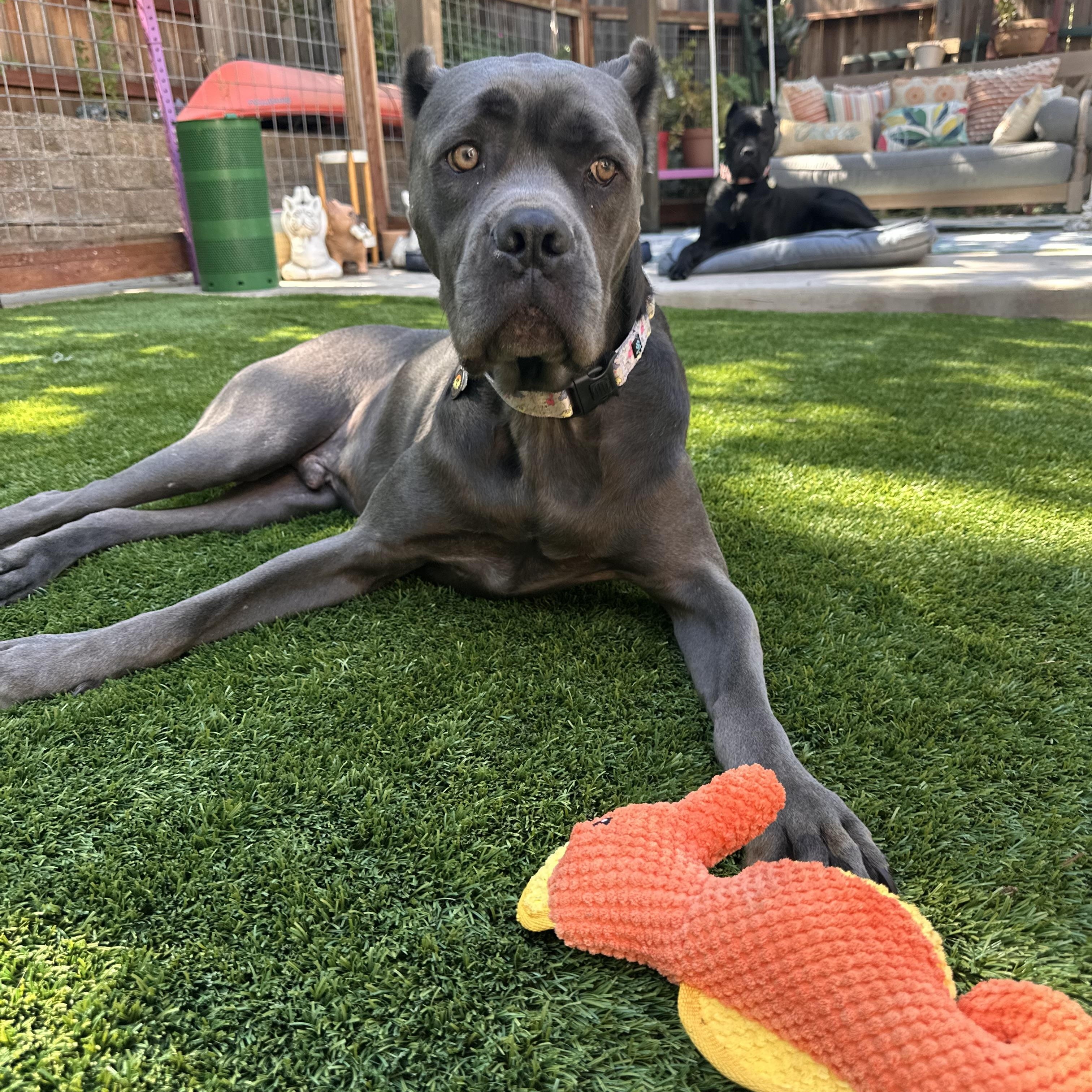Cairo, an adoptable Cane Corso in Citrus Heights, CA, 95610 | Photo Image 5