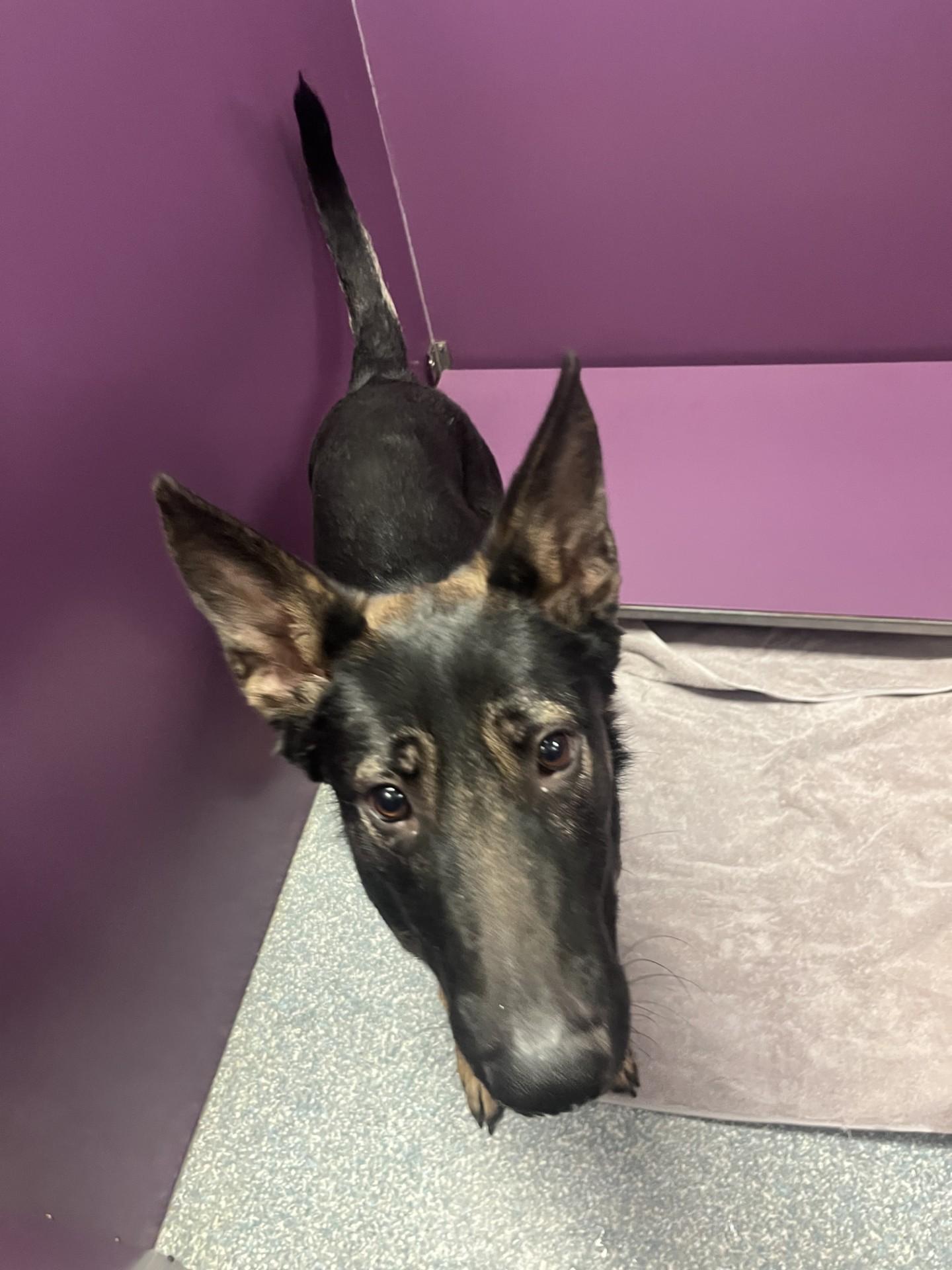 Enlarge Apollo, a ADOPTABLE mixed breed in Allen, TX image 1/3