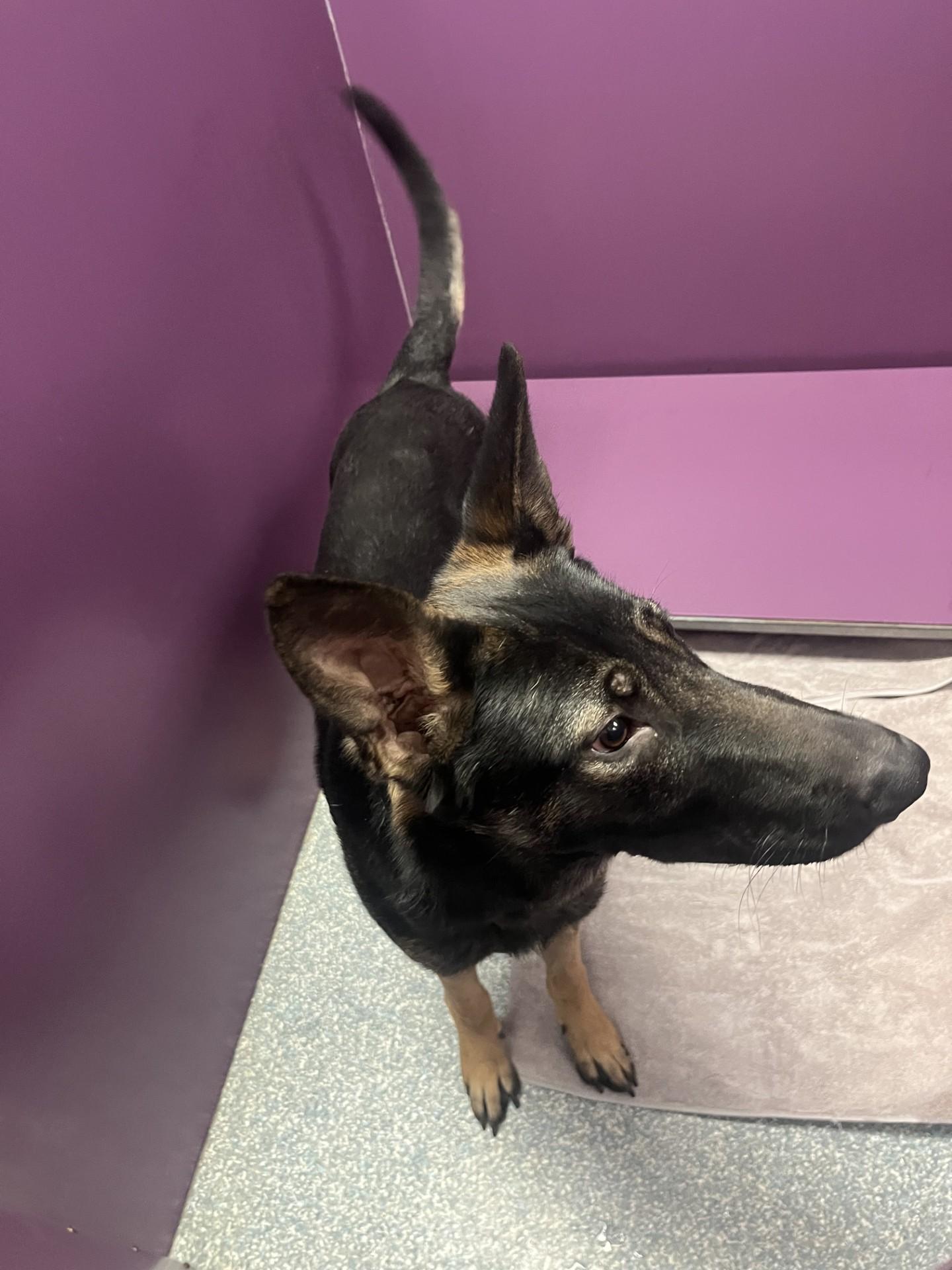 Enlarge Apollo, a ADOPTABLE mixed breed in Allen, TX image 2/3