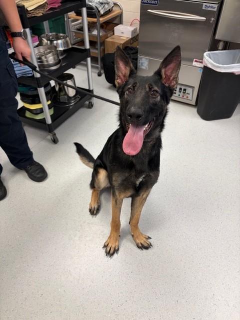 Apollo, adopted, Young Male German Shepherd Dog.